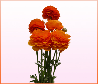 发达-橙色 (pauline orange)-洋牡丹(ranunculus)-缤纷园艺有限公司