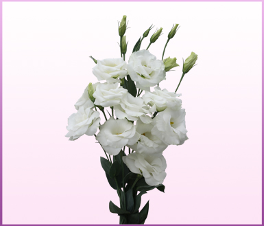 露茜塔3白色 (bridal snow)-洋桔梗(lisianthus)-缤纷园艺有限公司