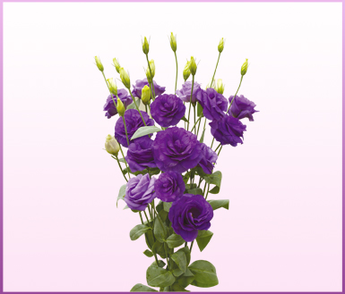 玛莉紫色(mariachi blue-洋桔梗(lisianthus-缤纷园艺有限公司