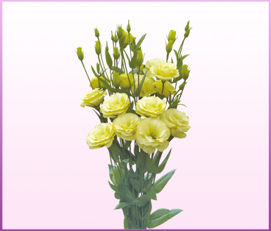 圣剑黄色 (excalibur yellow)-洋桔梗(lisianthus)