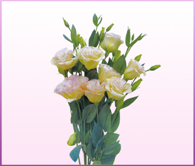 雪莱香槟色(cremony orange-洋桔梗(lisianthus-缤纷园艺有限公司