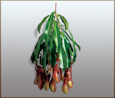 红领猪笼草(nepenthes)