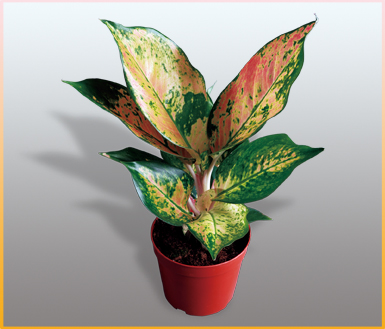 红宝石(aglaonema-皇后(aglaonema-缤纷园艺有限公司