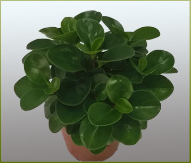 红边碧玉(peperomia yelli); 碧玉椒草 和田碧玉手镯碧玉花美女图片