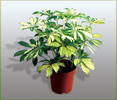 金叶鸭脚木(schefflera arboricola'nora-鹅掌木