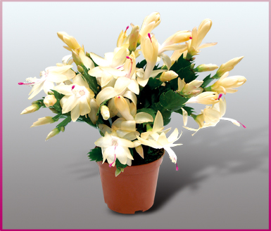 蟹爪兰(schlumbergera)