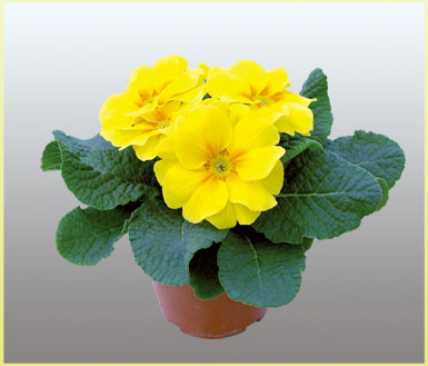 欧洲报春花(primula)原产西欧和南欧,种类繁多,花色艳丽丰富,可谓五彩
