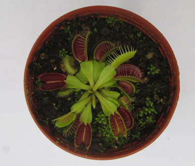 维纳斯之恋c(dionaea muscipula)-捕蝇草(dionaea muscipula)-缤纷